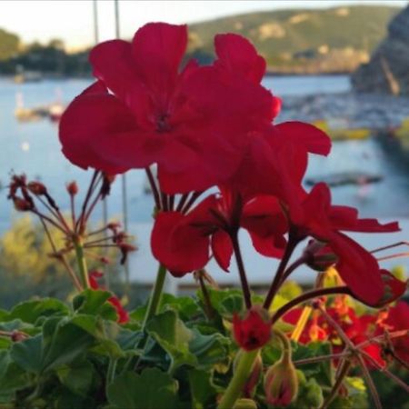 Alipa Beach Apartment Paleokastritsa Zewnętrze zdjęcie
